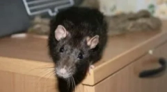 Cum să scapi de șobolani într-o casă privată